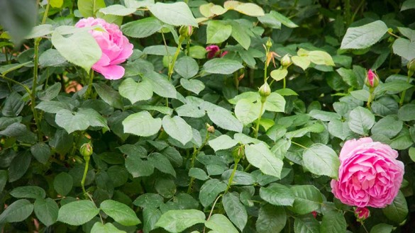 Die Rosen blühen im Frühling-02