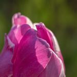 Tulpen: Anfang Mai 2019 im Burgenland