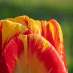 Tulpen: Anfang Mai 2019 im Burgenland