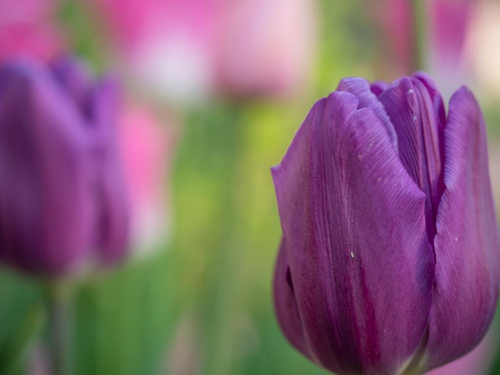 Tulpen: Anfang Mai 2019 im Burgenland