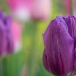 Tulpen: Anfang Mai 2019 im Burgenland