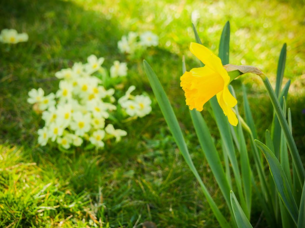 Märzenbecher-Narzissen-blühen-03-2020-02