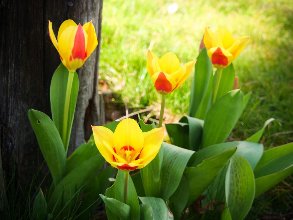 Tulpen-blühen-03-2020-02