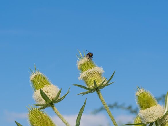 Wilde Karde gut für Insekten