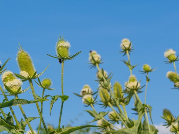 Wilde Karde gut für Insekten