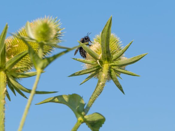 Wilde Karde gut für Insekten